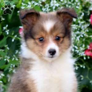 Carson, Sheltie Puppy
