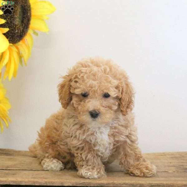 Carter, Bich-Poo Puppy
