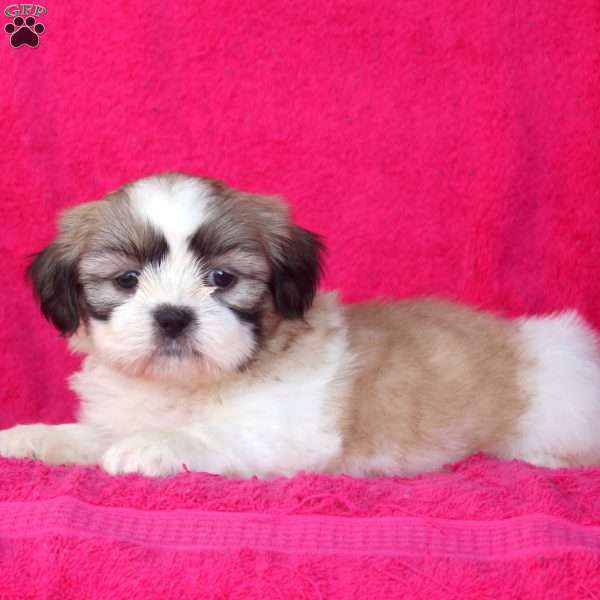 Carter, Shih Tzu Puppy