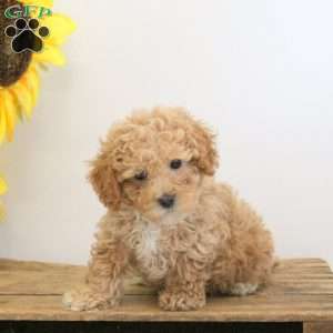 Carter, Bich-Poo Puppy