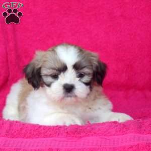 Carter, Shih Tzu Puppy