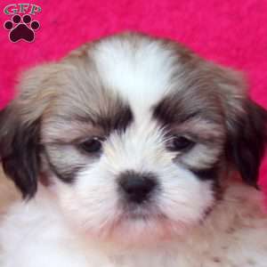 Carter, Shih Tzu Puppy
