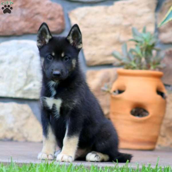 Carter, Pomsky Puppy