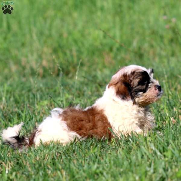 Carter, Shih-Poo Puppy