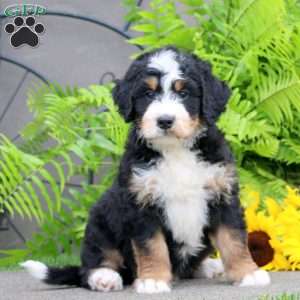 Carter, Bernedoodle Puppy