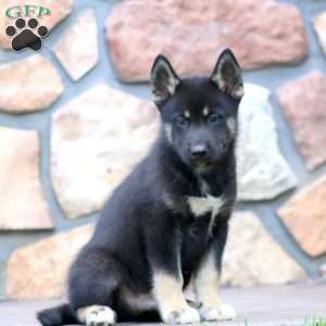 Carter, Pomsky Puppy