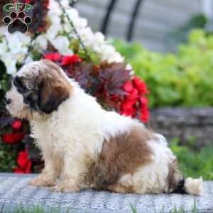 Carter, Shih-Poo Puppy
