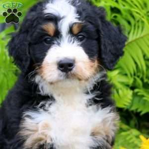 Carter, Bernedoodle Puppy