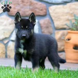 Carter, Pomsky Puppy