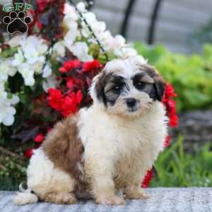 Carter, Shih-Poo Puppy