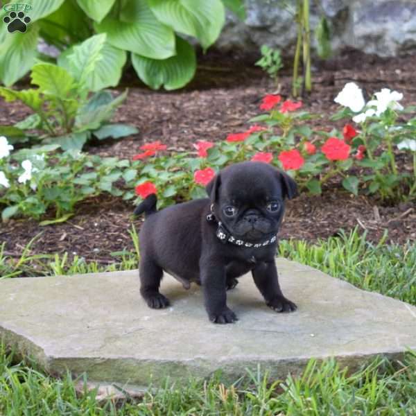 Casey, Pug Puppy