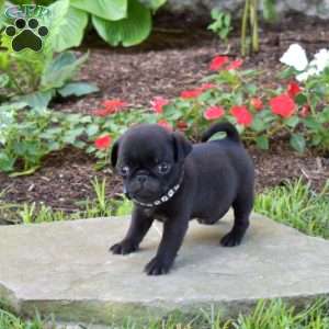 Casey, Pug Puppy