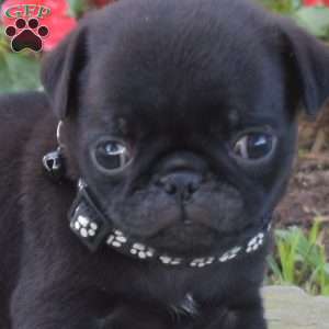 Casey, Pug Puppy