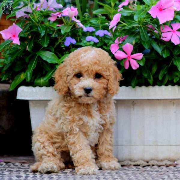 Casey, Cockapoo Puppy