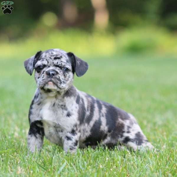 Casey, French Bulldog Mix Puppy