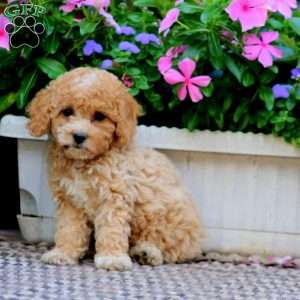 Casey, Cockapoo Puppy