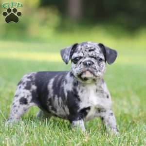Casey, French Bulldog Mix Puppy