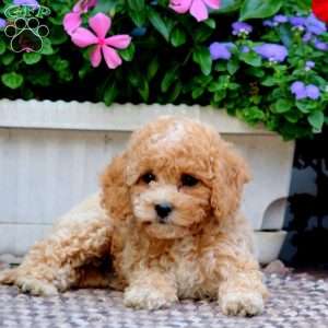 Casey, Cockapoo Puppy
