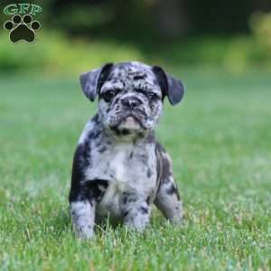 Casey, French Bulldog Mix Puppy