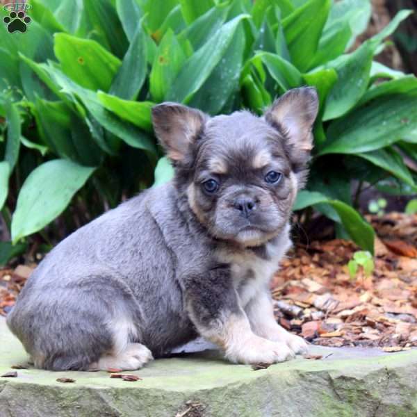 Casey-Fluffy, French Bulldog Puppy