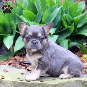 Casey-Fluffy, French Bulldog Puppy