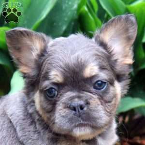 Casey-Fluffy, French Bulldog Puppy