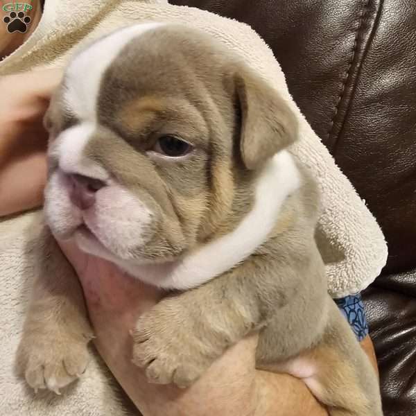 Cashmere, English Bulldog Puppy