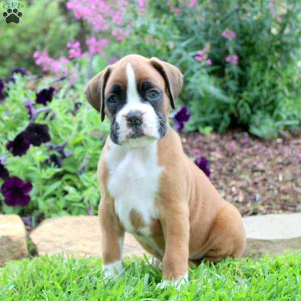 Cason, Boxer Puppy