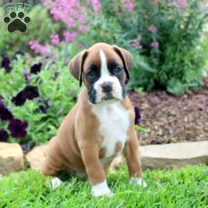 Cason, Boxer Puppy