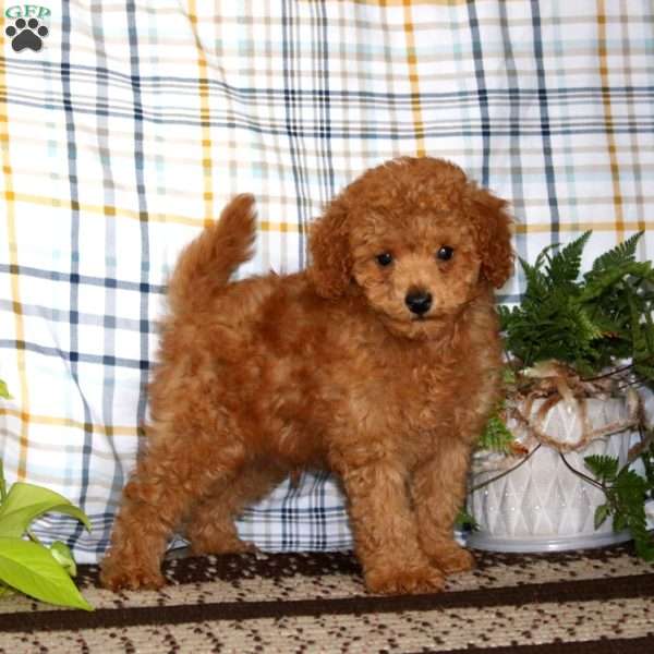 Caspian, Miniature Poodle Puppy