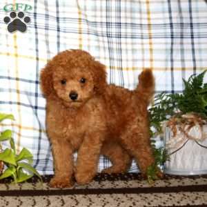 Caspian, Miniature Poodle Puppy