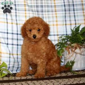 Caspian, Miniature Poodle Puppy