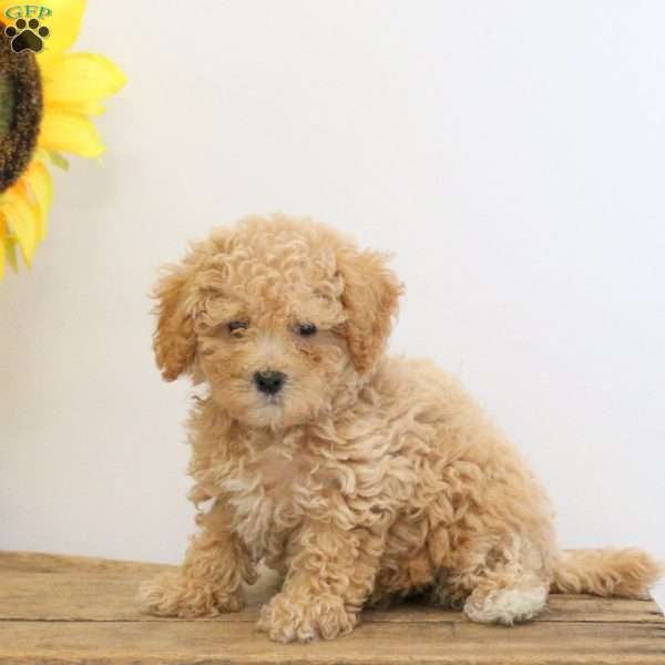 Cassidy, Bich-Poo Puppy