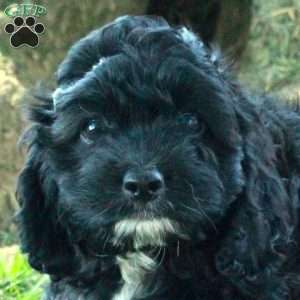 Cassidy, Cockapoo Puppy