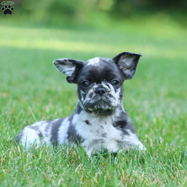 Cassidy, French Bulldog Mix Puppy