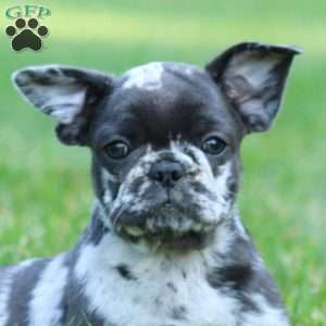 Cassidy, French Bulldog Mix Puppy