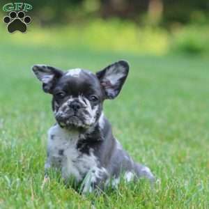 Cassidy, French Bulldog Mix Puppy