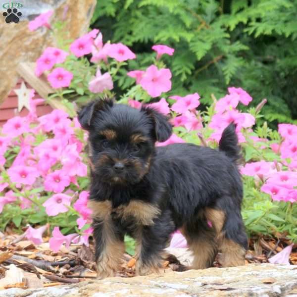 Cassie, Yorkie Puppy