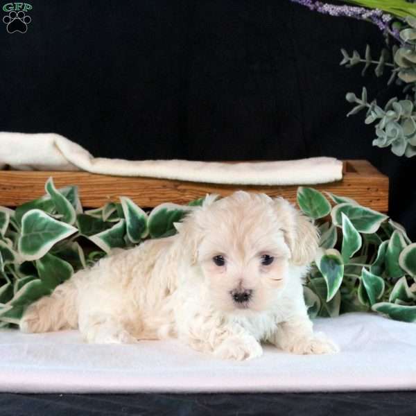 Cassie, Maltipoo Puppy