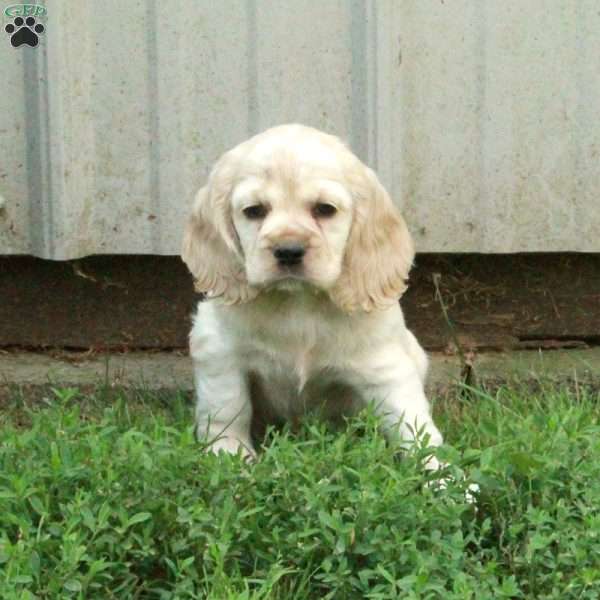Cassie, Cocker Spaniel Puppy