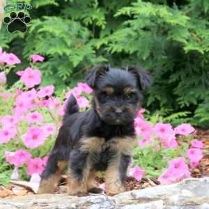 Cassie, Yorkie Puppy