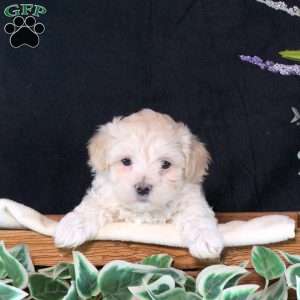 Cassie, Maltipoo Puppy