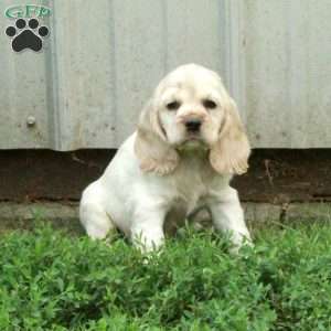 Cassie, Cocker Spaniel Puppy