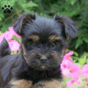 Cassie, Yorkie Puppy
