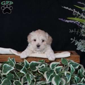 Cassie, Maltipoo Puppy