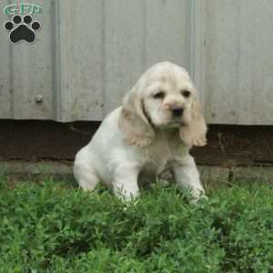 Cassie, Cocker Spaniel Puppy