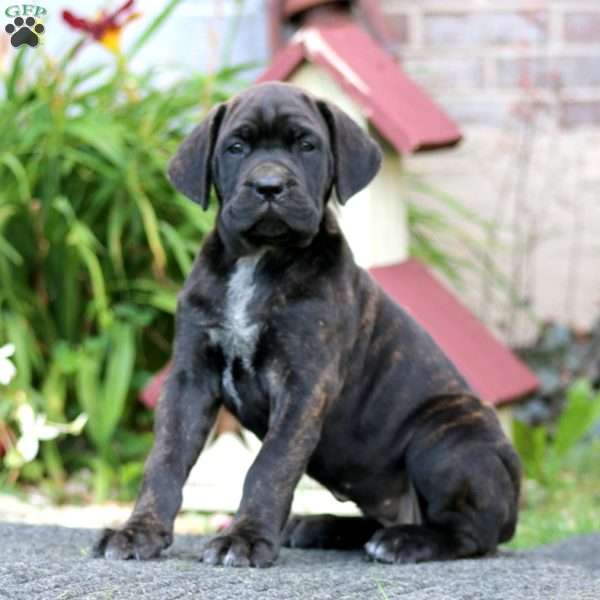 Cassie, Cane Corso Puppy