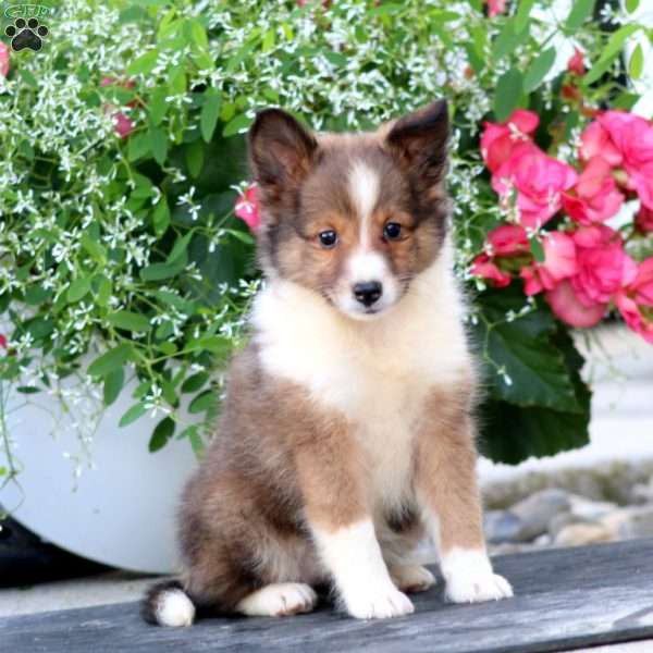 Cassie, Sheltie Puppy