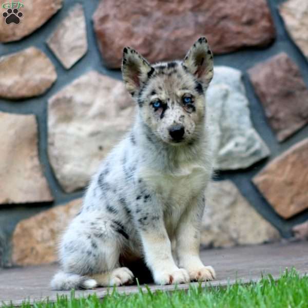 Cassie, Pomsky Puppy