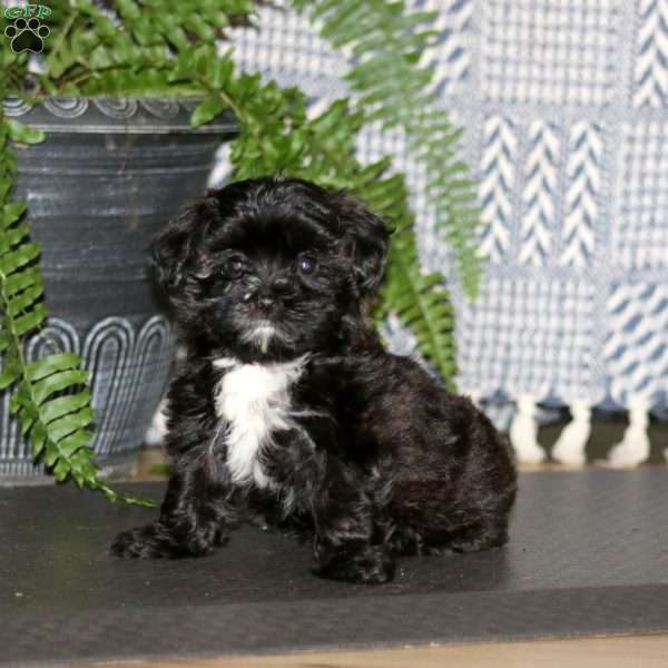Cassie, Maltese Mix Puppy
